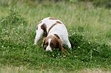 SPRINGER SPANIEL 077